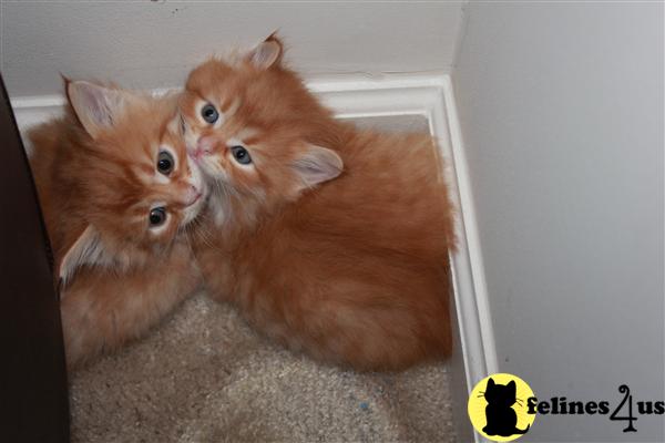 Siberian Kittens