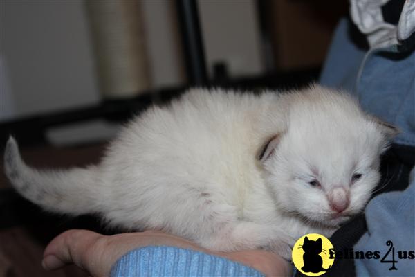 Siberian Kittens for sale