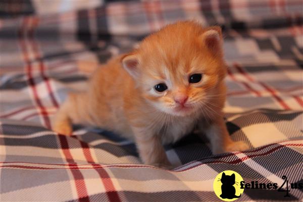Kittens for Sale in Virginia