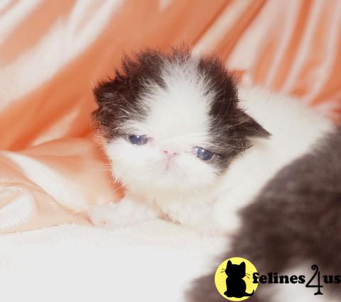 Kittens for Sale in Michigan