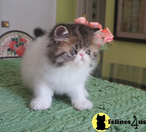Kittens for Sale in Michigan