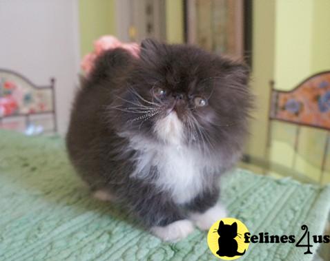 Kittens for Sale in Michigan