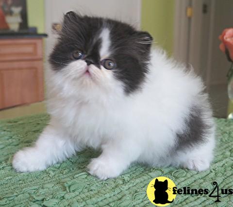 Kittens for Sale