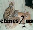 Kittens for Sale in Alabama