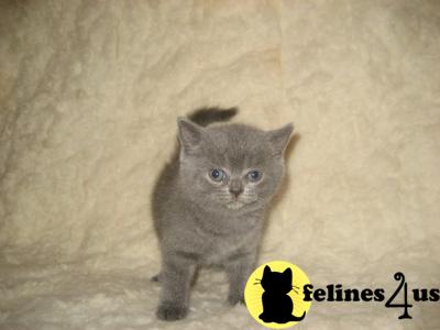 British Shorthair kittens - ready April 2009