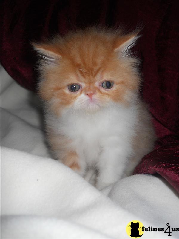 Kittens for Sale in Illinois