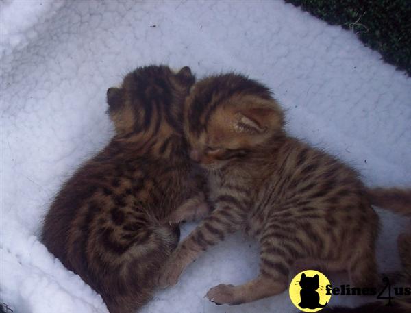 Savannah Kittens Due Next Month