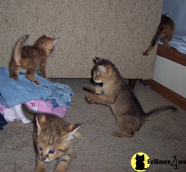Bengal Kittens