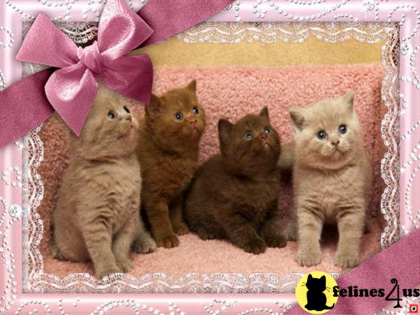 British Shorthair Kittens