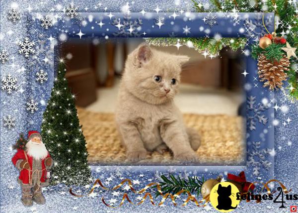 Cats for Sale