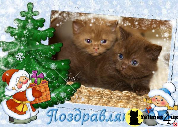 Cats for Sale