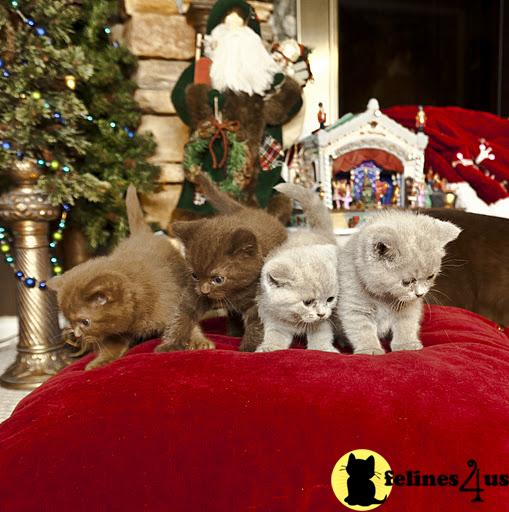 British Shorthair Kittens