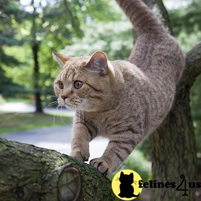 British Shorthair Kittens
