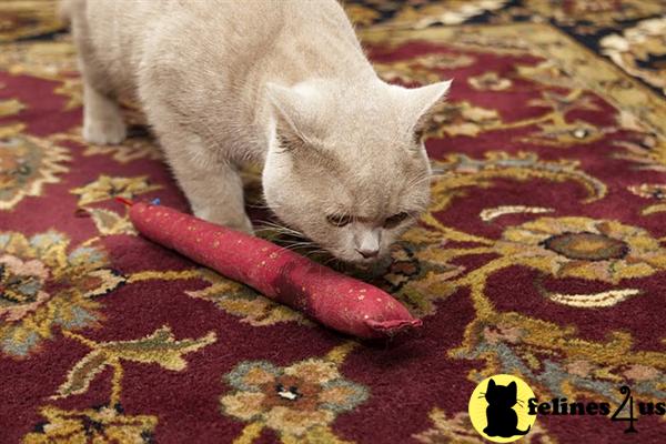 British Shorthair Kittens