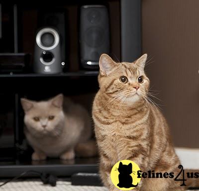 British Shorthair Kittens