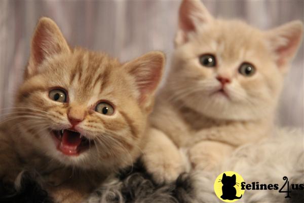 Kittens for Sale in Ohio