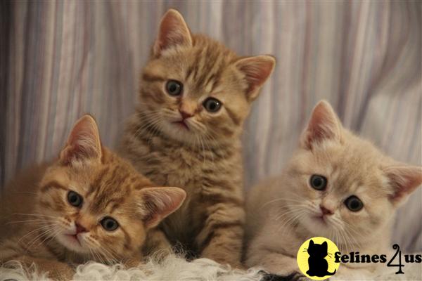British Shorthair Kittens