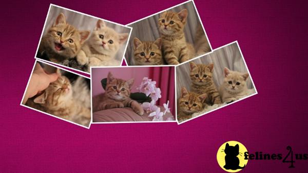British Shorthair Kittens
