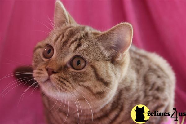British Shorthair Kittens
