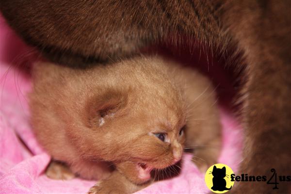 British Shorthair Kittens