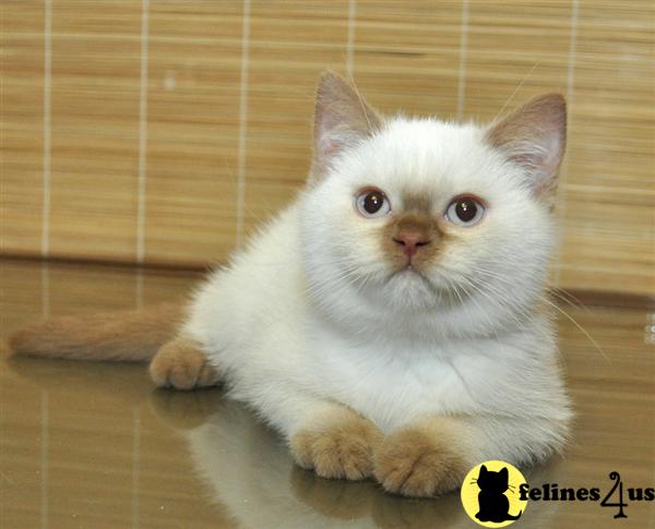 Cats for Sale