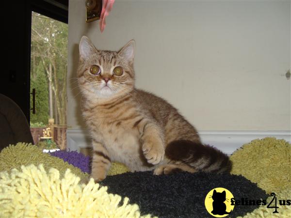 British Shorthair Kittens