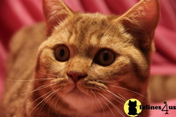 Cats for Sale