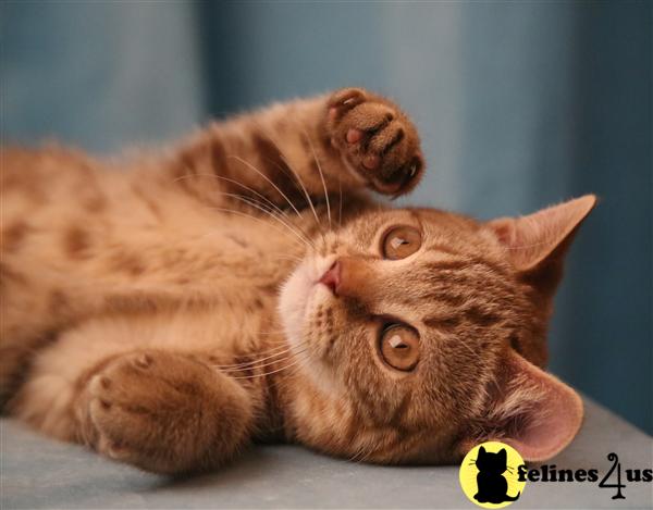 British Shorthair Kittens