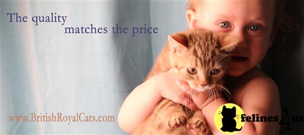 British Shorthair Kittens