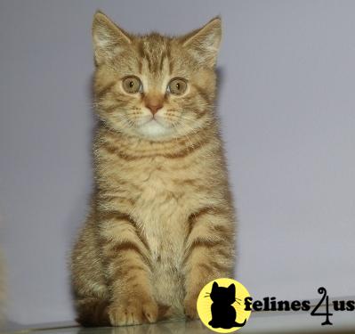 British Shorthair Kittens