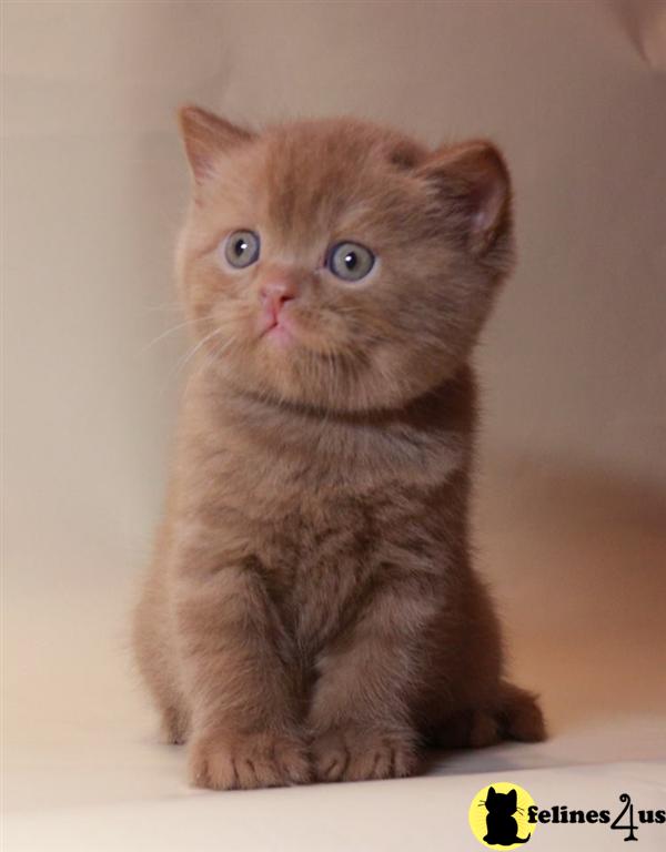 british shorthair toy