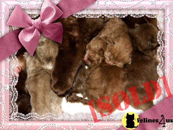 CHRISTMASS SALEEXCLUSIVE Beautiful TICA Registered kittens available. 