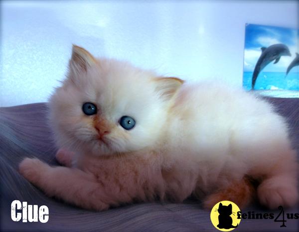 Kittens for Sale in Oklahoma
