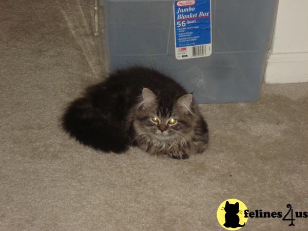 Kittens for Sale in South Carolina