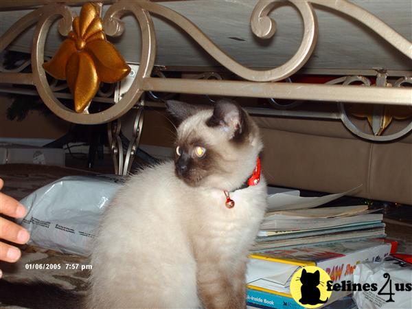 Siamese Kittens