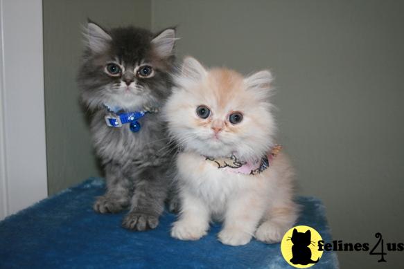 Kittens for Sale in California