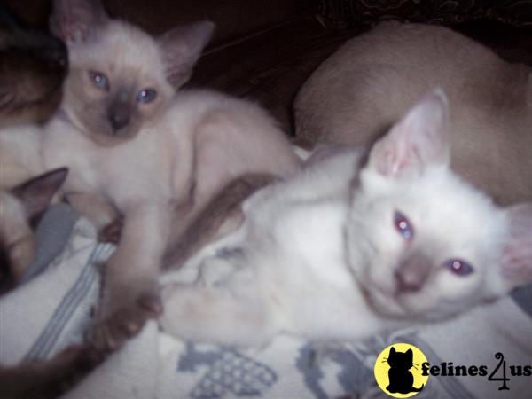 Kittens for Sale in North Carolina