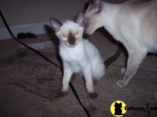 Kittens for Sale