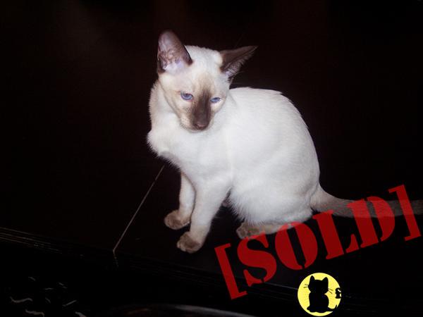 Chocolate female Siamese