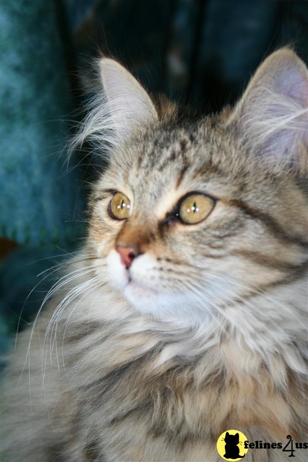 Siberian Kittens