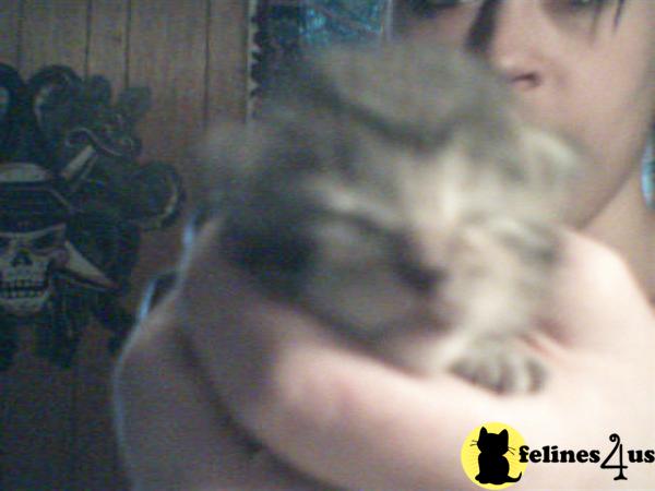 mixed tiger-stripe kittens
