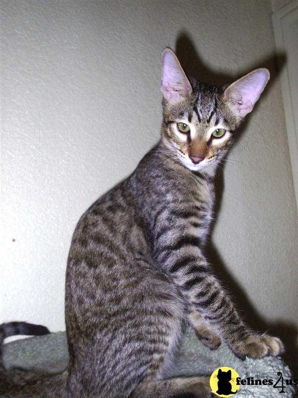 Savannah Kittens