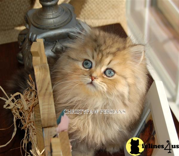 Kittens for Sale in Missouri