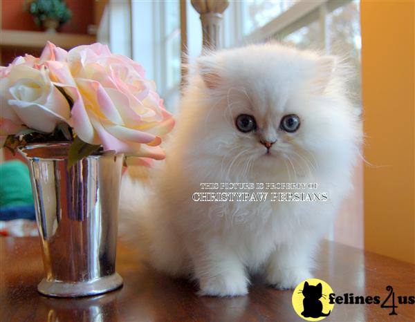 Kittens for Sale in Missouri