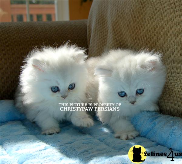 Kittens for Sale in Missouri