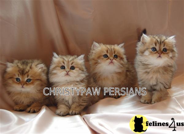 Kittens for Sale in Missouri