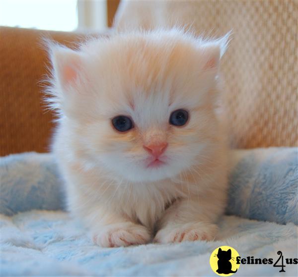 Kittens for Sale in Missouri