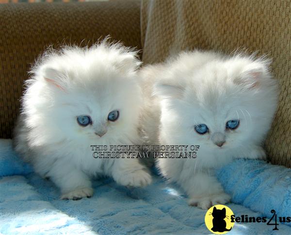 Kittens for Sale
