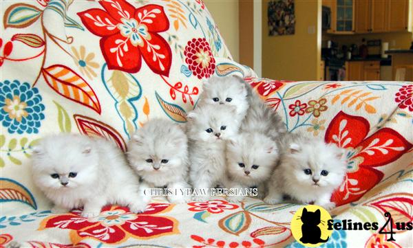Persian Kittens in Missouri