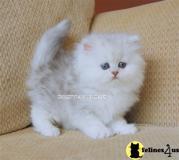 Kittens for Sale